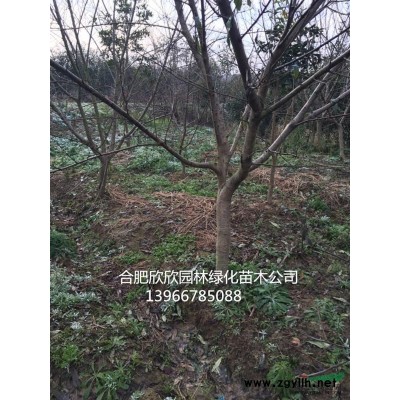 安徽肥西供應山桃樹、肥西山桃價格、肥西山桃*新報價