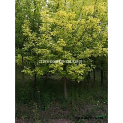 4一10公分金葉榆基地/金葉榆價格/圖片/產地/行情