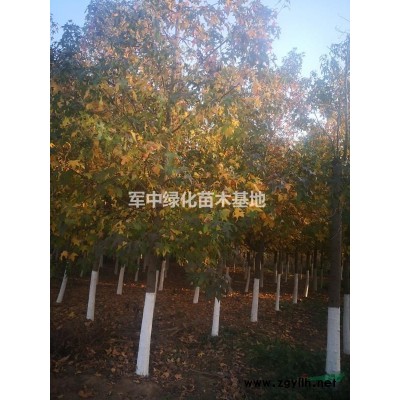 金邊麥冬草基地/價格/圖片/產地/行情