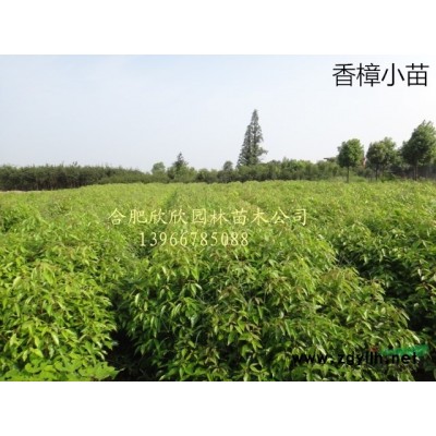 安徽肥西大量供應當年毛桃苗高度100-150公分200萬株