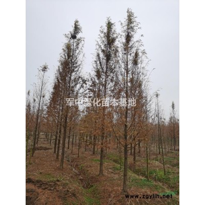 供應各類花草種子，樹種基地/圖片/價格/產地