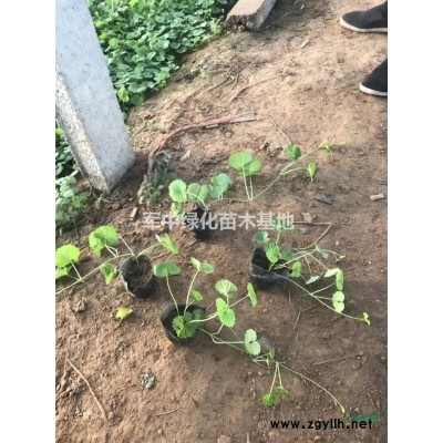 1——60公分高黃楊基地/工程苗價格/床苗圖片/產地行情