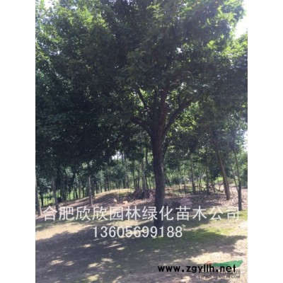 合肥黃連木*新報價、肥西20公分黃連木價格2400元/每株
