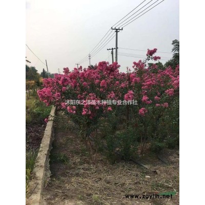 江蘇北海道黃楊