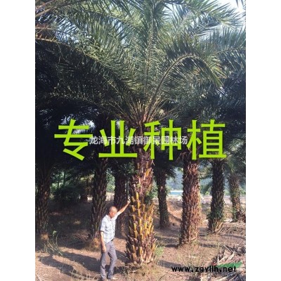 紫薇價(jià)格 紫薇樁價(jià)格 紫薇樹樁 紫薇盆景