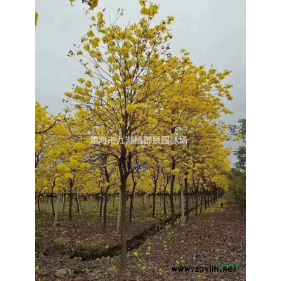 三角梅盆景 三角梅盆景價(jià)格 三角梅樹樁