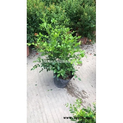 華棕價格 華棕報價 華棕求購 華棕行情 華棕批發 華棕產地