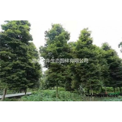 長沙叢生丹桂價格 優(yōu)質(zhì)叢生丹桂 湖南精品叢生丹桂