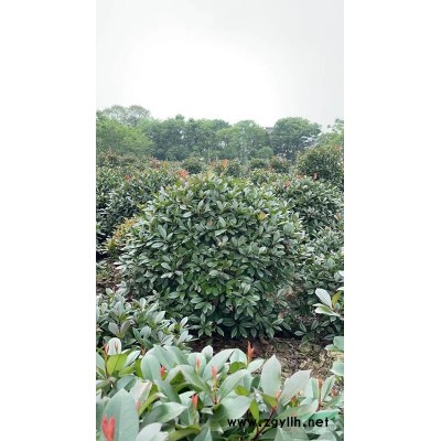 杭州蕭山大量供應大葉黃楊（大葉冬青）工程色塊苗