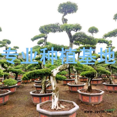 銀海棗價格 銀海棗報價 銀海棗求購 銀海棗行情 銀海棗供應