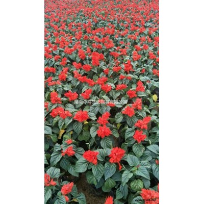 湖南羅漢松苗 長沙羅漢松苗 羅漢松小苗價格 優(yōu)質(zhì)羅漢松報價