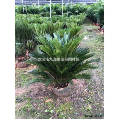 布迪椰子價格 布迪椰子行情 布迪椰子求購 布迪椰子供應