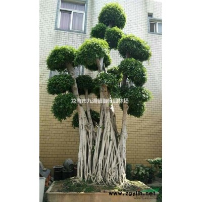 布迪椰子價(jià)格 福建布迪椰子 布迪椰子批發(fā) 布迪椰子基地