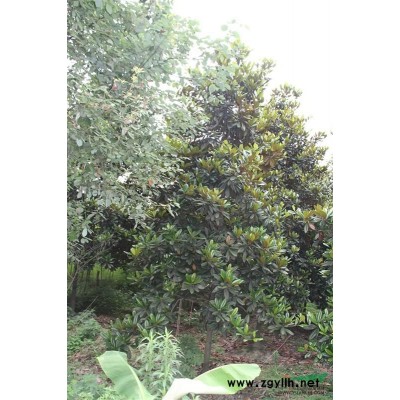 仿真植物綠雕.成都仿真植物綠雕廠家.買景區用的景區雕塑