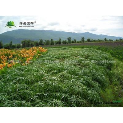 枇杷樹價格_枇杷樹圖片_枇杷樹產地_枇杷樹綠化苗木苗圃基地