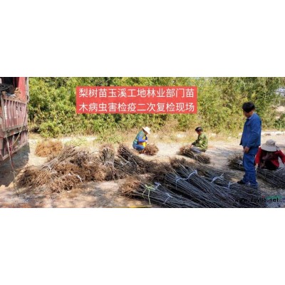 雪松小苗價格 云南雪松小苗介紹