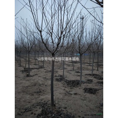 青島櫻花 山東青島櫻花價格/批發