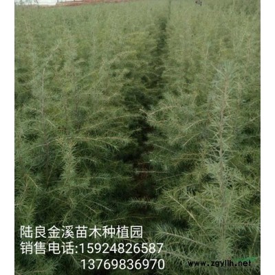 云南雪松小苗價格2.30 元一棵60公分