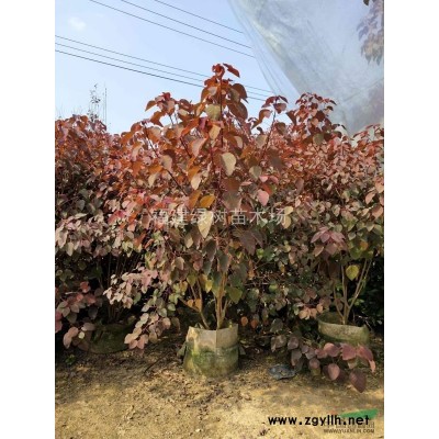 福建垂榕柱介紹 福建垂榕柱價格/批發(fā)