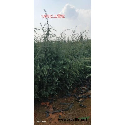 雪松小苗的移植注意事項