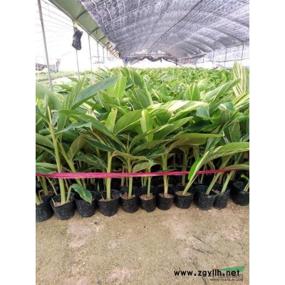 福建垂榕柱介紹 福建垂榕柱特征/用途