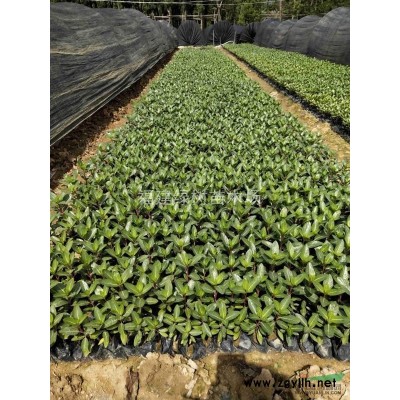 福建垂榕柱 福建垂榕柱價格一覽表