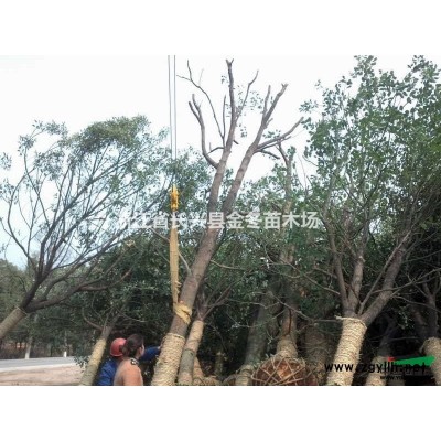 大量供應(yīng)10-18公分紫花泡桐