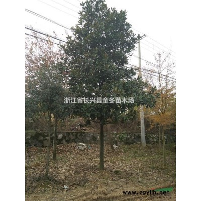 常年低價(jià)供應(yīng)地徑10-15公分紅梅