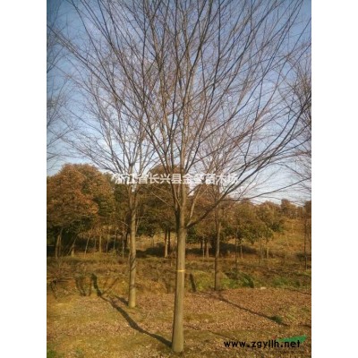 常年供應(yīng)胸徑10公分-20公分精品樸樹(shù)，浙江長(zhǎng)興。