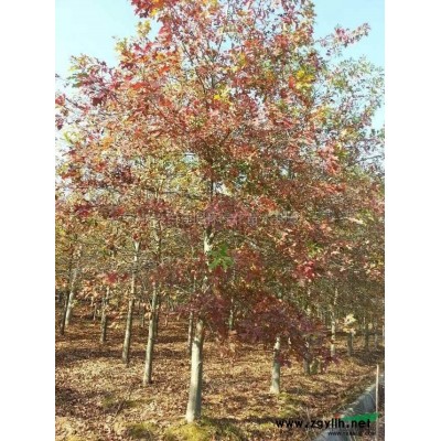 10-15公分納塔櫟 浙江納塔櫟 納塔櫟價格 納塔櫟基地