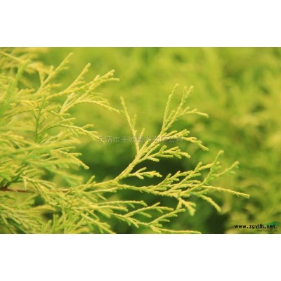 供應(yīng)藍(lán)色的柏樹---藍(lán)色波爾瓦