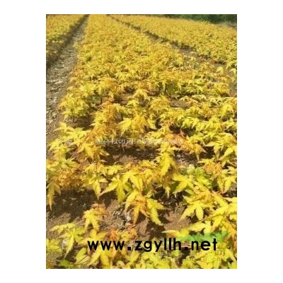 9公分紅豆杉占地苗南方紅豆杉大量處理