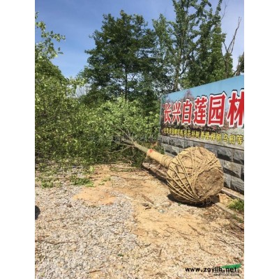 湖州納塔櫟基地 納塔櫟價格 10-15公分納塔櫟價格 納塔櫟