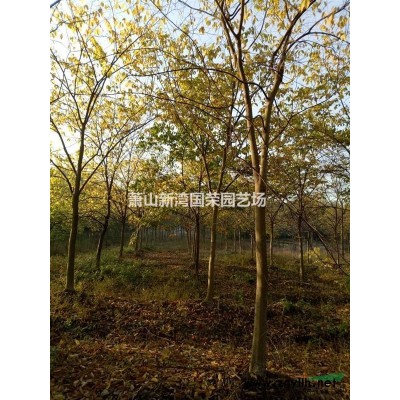 珊瑚樸樹 杭州珊瑚樸樹 珊瑚樸樹價格 珊瑚樸與樸樹價格介紹