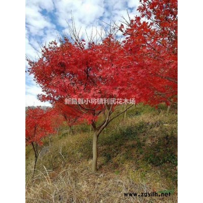 垂枝梅小苗 骨紅垂枝梅2/3/4/5公分實生苗