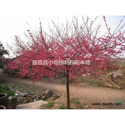 羽毛楓小苗 羽毛楓工程苗6/8/10公分  農戶直銷