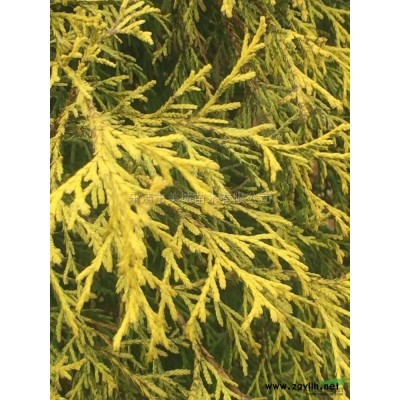 火焰南天竹5報價/浙江火焰南天竹5報價