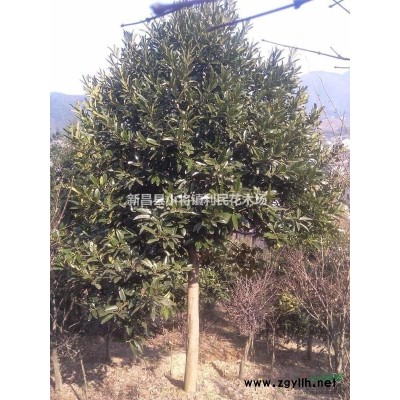 三季紅楓小苗直徑2/12公分工程苗四季紅楓小苗紅舞姬直銷