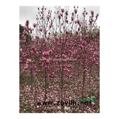 垂絲海棠5/8/10公分12/15公分小葉垂絲海棠基地