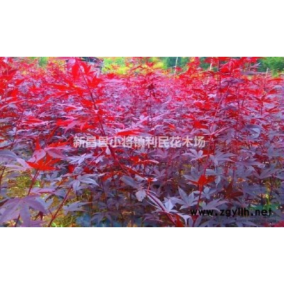 日本紅楓紅舞姬小苗獨干 叢生都有 便宜