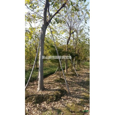 珊瑚樸樹 珊瑚樸樹價格 優質珊瑚樸樹批發