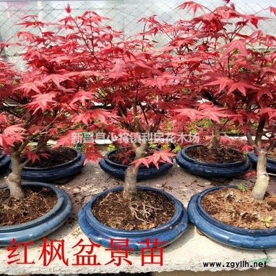 4公分垂絲海棠3公分價格行情