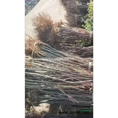 出售樂昌含笑、紅白玉蘭、美國紅楓（10-25）公分 優質苗木