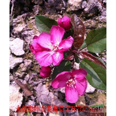 出售優質北美海棠（紅巴倫）大小苗