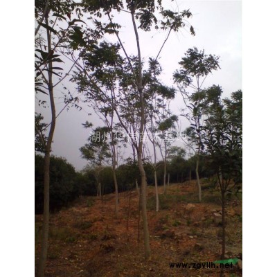 14公分紅葉石楠