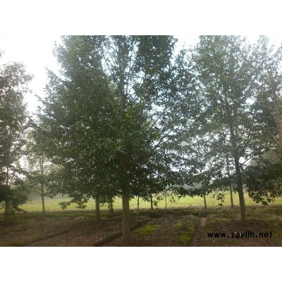 紅玉蘭1圖片\紅玉蘭1報價