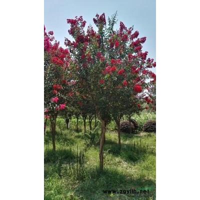 出售美國純正紫葉紫微。