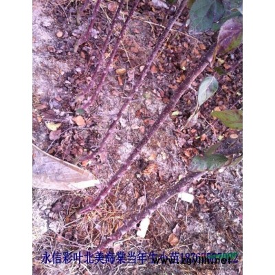 出售美國紅葉紫薇、紅火剪、紅火球紫薇