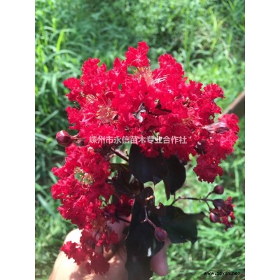 2公分以上垂絲海棠