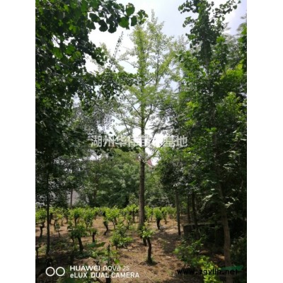 13公分紅葉石楠